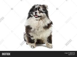We breed all colors including white poms, orange poms, red poms, sable poms, cream poms, black poms, merle poms, blue eyed poms, rare color poms, chocolate poms, parti poms and more! Merle Pomeranian Puppy Image Photo Free Trial Bigstock