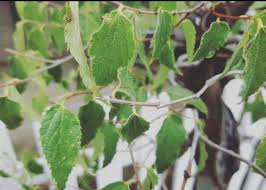 Image result for Olinia rochetiana