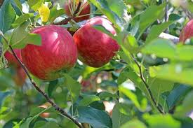 Let's take a look at some of the prettiest and hardiest flowering trees for. 20 Different Edible Trees You Can Grow In Zones 3 6 Gardening Channel