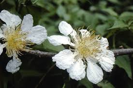 Image result for Caloncoba