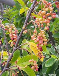 Image result for Antidesma venosum