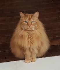 Approach the cat cautiously, preferably wearing long sleeves and pants. Another Fun Visit With Shitty Pants Purrfect Pet Sitting Facebook