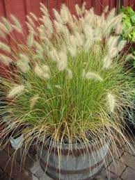 Ornamental Grasses Ornamental Grasses Grasses Garden Grasses Landscaping