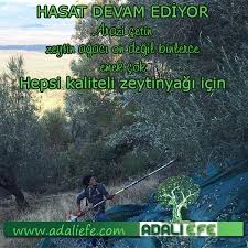 Kaliteli Bir Zeytinyagi Icin Ikinci Adim Hasat Dallari Silkeleyip Tarayip Yumusak Yaygilara Dusurmek Www Adaliefe Com Hasat Zeytinyagi Adlar