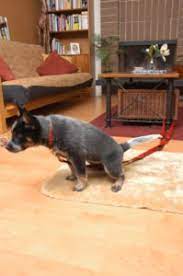 In this such case, try and block access to this chosen 'space.' in addition, make sure that you clean this area well with enzymatic products in order to avoid smell and get rid of pheromones. What To Do When Your Puppy Potty Training Plan Fails Dr Sophia Yin