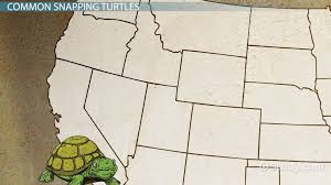 Snapping turtle, either of several species of freshwater turtles (family chelydridae) named for their method of biting. Snapping Turtles Diet Habitat Video Lesson Transcript Study Com