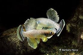 Aphanius Dispar From Gujarat India The Male Is More Elaborate With A Greenish Brown To Silver Body With Fai Tropical Fish Aquarium Rare Fish Freshwater Fish
