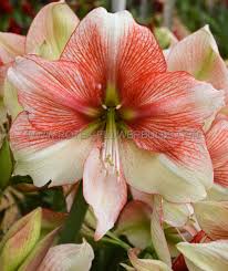 Image result for Hippeastrum