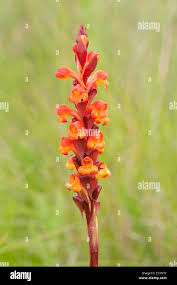 Image result for Satyrium sceptrum