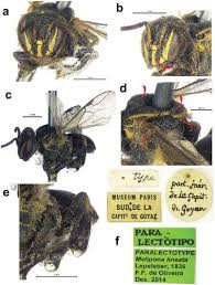 Image result for Enneapogon pretoriensis