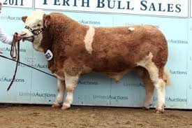 We did not find results for: Sales British Simmental Cattle Society