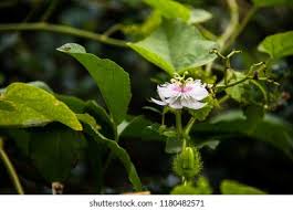 Image result for Olacaceae