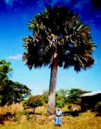 Image result for Inhambanella henriquesii