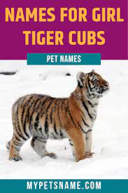 Girl Tiger Names Girl Pet Names Pet Names Tiger