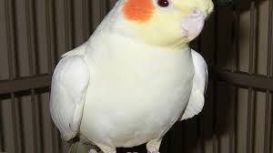 Sultan Papagani Crazy Cockatiel Wants To Gnaw Plastic Kus Muhabbet Kuslari