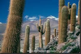 Is that cactus a bastion of potable water, or will you regret your efforts to get past its perilous spines? Atacama Desert Cactus Photos Different Species Of Chilean Cacti Cactus Desert Cactus Weird Trees
