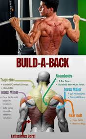 Ligaments connect muscles to bones. Build Upper Back Muscles Off 52
