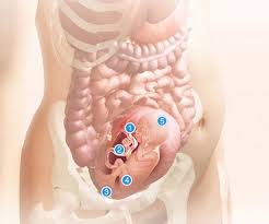 Pin On Pregnancy Kids Family
