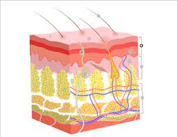 The Skin Science Quiz
