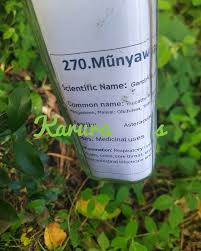 Image result for Garcinia volkensii