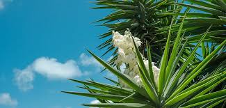 Image result for Yucca