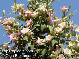 Image result for Lagunaria patersonia