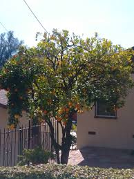 Fruit cocktail trees, or sometimes called fruit salad trees. Fruit Salad Tree Citrus Chimera Album On Imgur