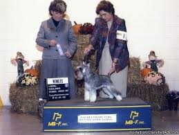 Pepper's puppies have all been adopted. Miniature Schanauzer Mini Scnauzer Puppies For Sale For Sale In Collegeville Pennsylvania Classified Americanlisted Com