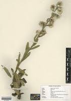 Image result for Laggera crispata