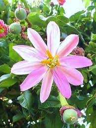 Image result for Passiflora mollissima