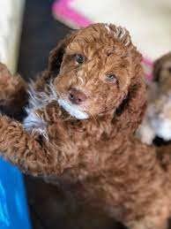 Check spelling or type a new query. Labradoodles Of Montana Labradoodle Labradoodle Puppy Australian Labradoodle