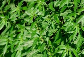 Image result for Parietaria