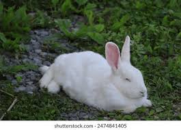 Image result for tbn:nuNU7FPK4A54yM::rvforsaleguide.com/images/bunny-resting-picture.jpg