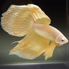 Live Betta Fish Male Clean Solid Light Gold Dragon Veiltail Premium Grade Betta Fish Pet Fish Betta