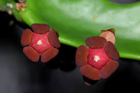 Image result for Euphorbia lividiflora