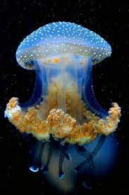 Pin On Under Water