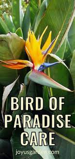 Bird Of Paradise Plant Care In 2021 Paradise Plant Plant Care Plants