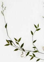 Image result for Pseudechinolaena polystachya