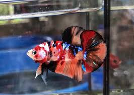 Nemo Galaxy Tuổi 3th5 Size Vừa 4cm Gia Shop Ca Betta Cần Thơ 0988991029 Facebook