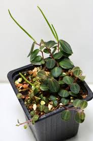 Image result for Peponium sp. A