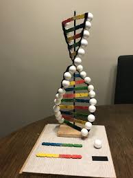 Dna Model Drewniane Patyczki Tasma Izolacyjna I Styropianowe Bombki Dna Model Project Dna Project Dna Model