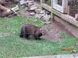 They're known for their spots and stripes and their wonderfully mischievous and friendly personalities. Fisher Cats In Orange Have You Seen Them Orange Ct Patch
