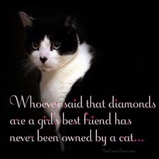 Pin By Robin Grant On Cats And Kittens Cats Cat Quotes I Love Cats