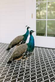 Mattie's grows new south austin roots. The Loneliest Peacock In Texas Garden Gun
