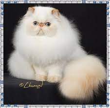 Learn more about these rather rare felines, see photos, and get tips about buying a kitten in this breeder interview. Atlantic Himalayan Club Top Himalayans Kittens 2011 12 Show Season