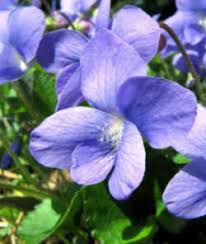 Common meadow violet is the easiest grown violet. New Jersey State Flower Common Meadow Violet