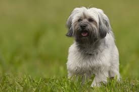 Havanese Full Profile History And Care
