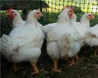 Image result for what is To Raise A Broiler Chicken