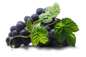 Image result for Vitis vinifera