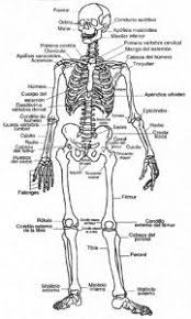 huesos del cuerpo humano para estudiar human anatomy drawing medical anatomy skull anatomy